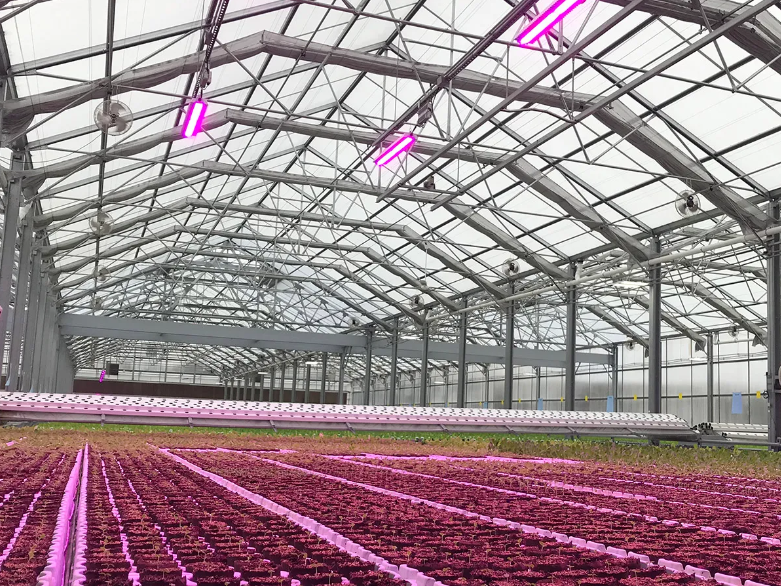Soluzioni di illuminazione agricola per una migliore esperienza agricola 2 Illuminazione fluorescente